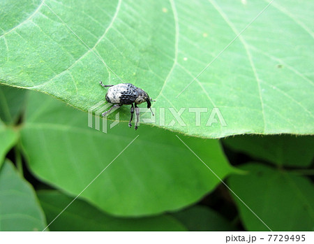 くずの葉のオジロアシナガゾウムシ 7729495