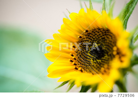 ひまわり 7729506
