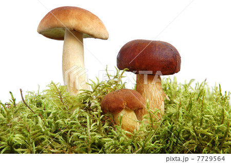 King boletus edulis 7729564