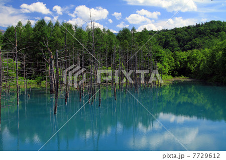 青い池 7729612
