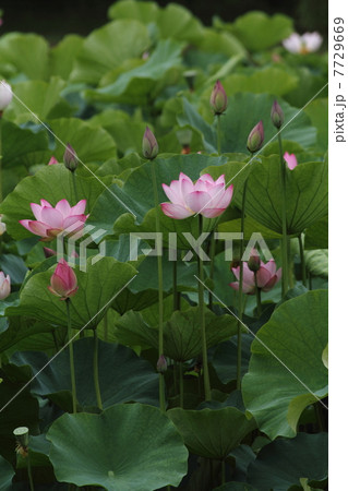 古河総合公園の古代蓮 7729669