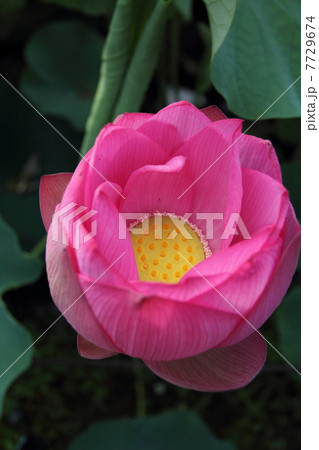 古河総合公園の古代蓮 古河総合公園の古代蓮 7729674