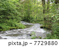 軽井沢「湯川」の清流 7729880
