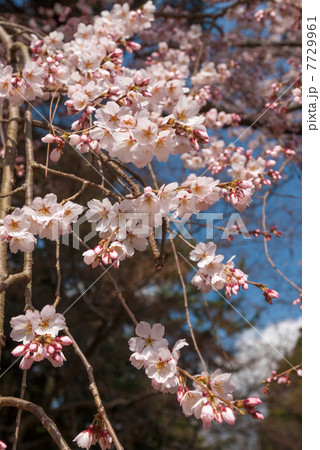 京都御苑 近衛邸跡の枝垂れ桜 京都御苑 近衛邸跡の枝垂れ桜 7729961