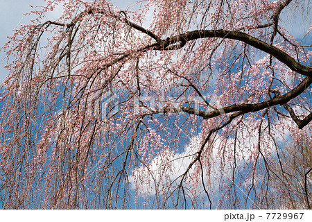 京都御苑　出水の枝垂れ桜 7729967
