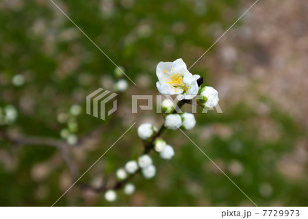 桃の花 桃の花 7729973