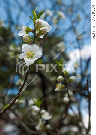 桃の花 7729974
