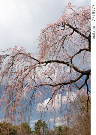 京都御苑　出水の枝垂れ桜 7729977