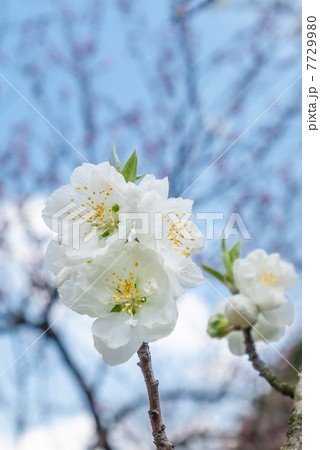 桃の花 7729980