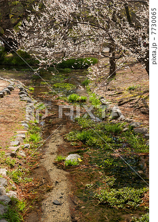 京都御苑　出水の小川と桜 7730065