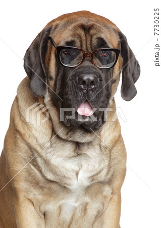 English Mastiff dog in glasses 7730225
