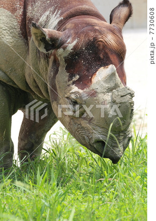 食事中のクロサイ 食事中のクロサイ 7730608