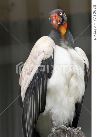 トキイロコンドル トキイロコンドル 7730628