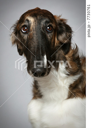 Russian Borzoi puppy (5 months) Close-up portrait Russian Borzoi puppy (5 months) Close-up portrait 7730761