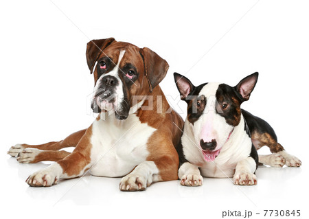 Boxer and Bull Terrier resting on a white background Boxer and Bull Terrier resting on a white background 7730845