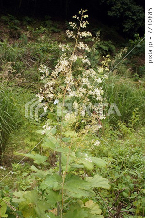 タケニグサの白い花・和歌山の山中にて タケニグサの白い花・和歌山の山中にて 7730885