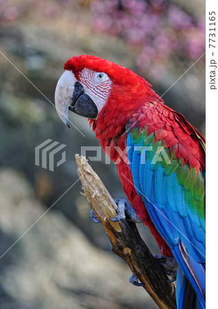 アカコンゴウインコ 7731165