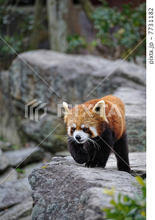 レッサーパンダ 7731182