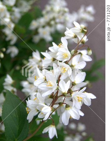 ウツギ(空木):ウノハナ(卯の花) ウツギ(空木):ウノハナ(卯の花) 7731203