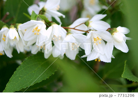 ウツギ（空木）：ウノハナ（卯の花） 7731206