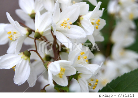 ウツギ 空木 ウノハナ 卯の花 の写真素材