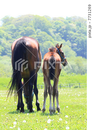牧草を食べる馬の親子 後姿の写真素材
