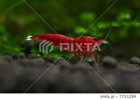 レッドシャドー レッドシャドー 7731284