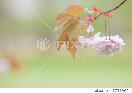 桜 7731965