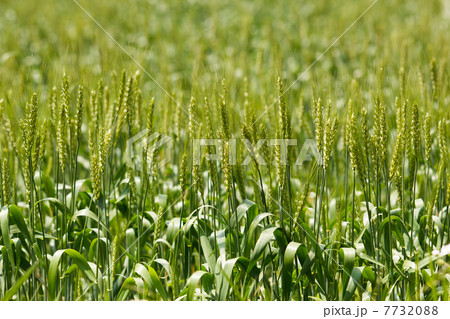 小麦 開花期 の写真素材 773