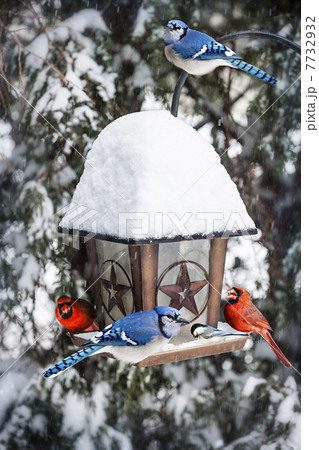 Birds on bird feeder in winter 7732932