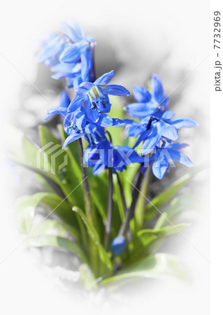 Glory of the snow flowers 7732969