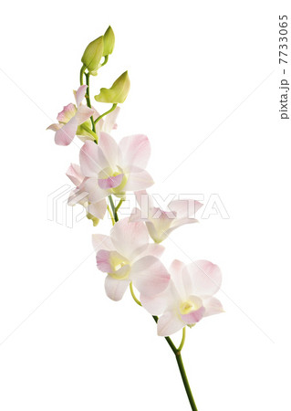 Orchid flowers branch 7733065