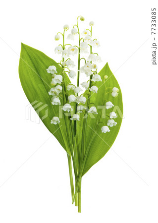 Lily-of-the-valley flowers on white 7733085