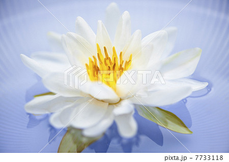 Lotus flower 7733118