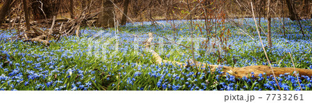 Carpet of blue flowers in spring forest Carpet of blue flowers in spring forest 7733261