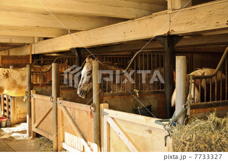 Horses in stables 7733327