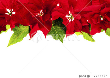 Christmas border with red poinsettias 7733357