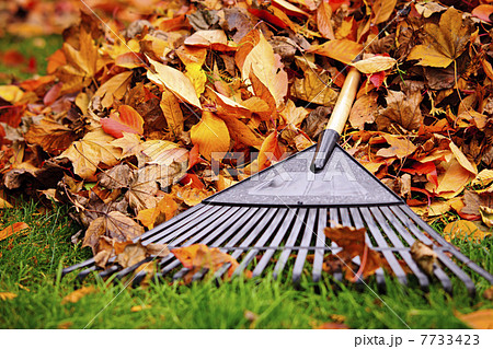 Fall leaves with rake Fall leaves with rake 7733423