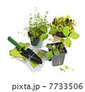 Gardening tools and plants 7733506