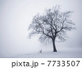 Winter tree in fog 7733507