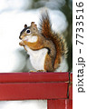 Tree squirrel eating peanut on red railing 7733516