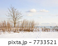 Winter shore of lake Ontario 7733521