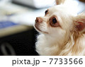 チワワ　 7733566