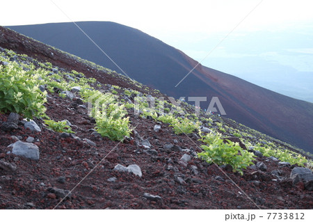 オンタデ 7733812