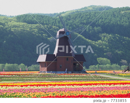 かみゆうべつチューリップ公園 7733855