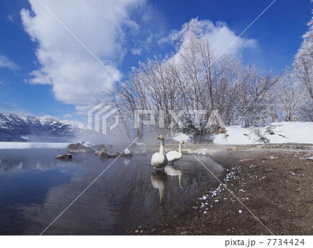 屈斜路湖と白鳥 7734424