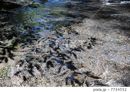 菊池渓谷 7734552