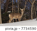 鹿 7734590