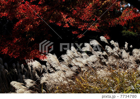 秋のイメージ　すすきと紅葉 7734780