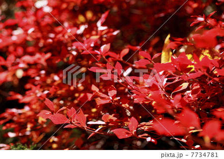 ドウダンツツジの紅葉 ドウダンツツジの紅葉 7734781